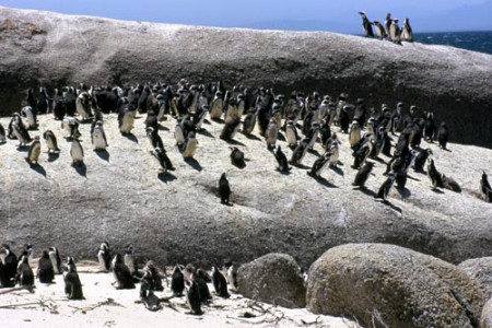 pinguini a Boulders Beach - Simonstown